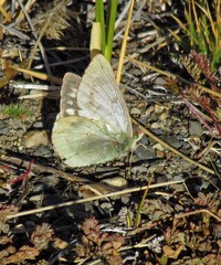 Colias vauthierii