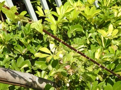 Zehneria japonica