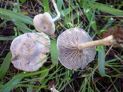 Entoloma undatum