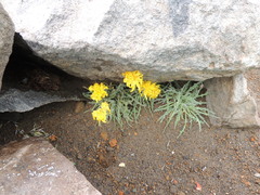 Nothocalais alpestris