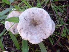 Entoloma undatum