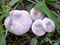 Entoloma undatum