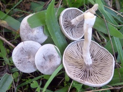Entoloma undatum