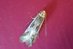 Blastodacna