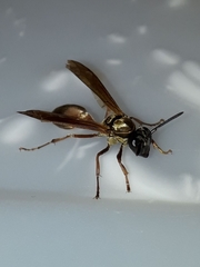 Polybia chrysothorax