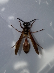 Polybia chrysothorax