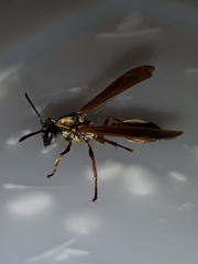 Polybia chrysothorax