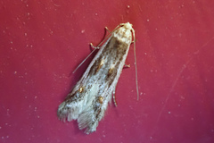 Blastodacna