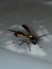 Polybia chrysothorax