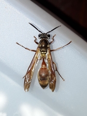Polybia chrysothorax