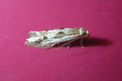 Blastodacna