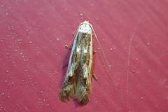 Blastodacna