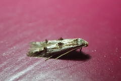 Blastodacna