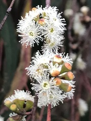Eucalyptus radiata radiata