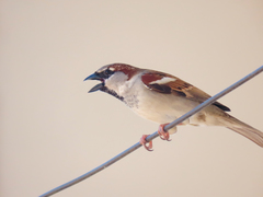 Passer domesticus