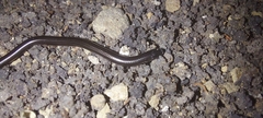 Epictia ater
