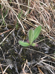 Hieracium longipilum