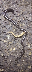 Epictia ater