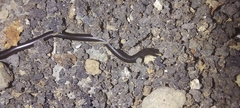 Epictia ater
