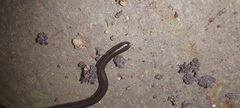 Epictia ater