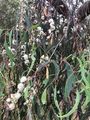 Eucalyptus radiata radiata