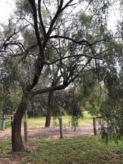 Eucalyptus radiata radiata