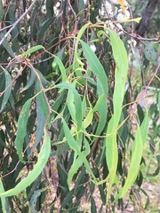 Eucalyptus radiata radiata