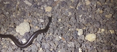 Epictia ater