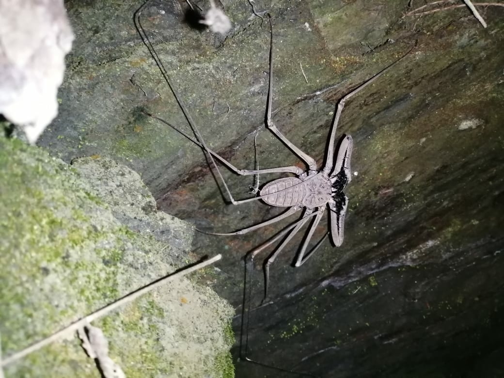 Heterophrynus boterorum Giupponi & Kury, 2013