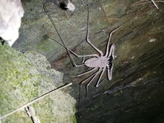 Heterophrynus boterorum