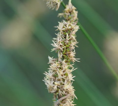 Carex tereticaulis