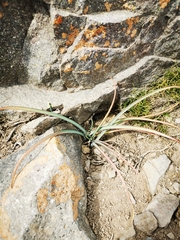Rhodolirium montanum