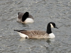 Branta canadensis