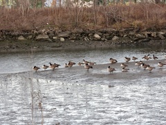 Branta canadensis
