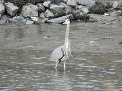Ardea herodias