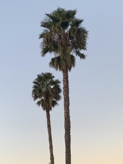 Washingtonia robusta
