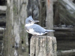 Megaceryle alcyon