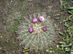 Ferocactus recurvus recurvus