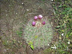 Ferocactus recurvus recurvus