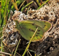 Colias blameyi