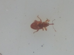 Peristoreus fulvus