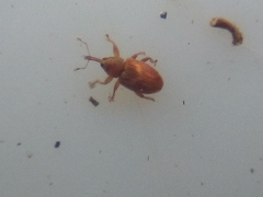 Peristoreus fulvus