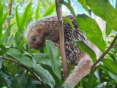 Coendou longicaudatus