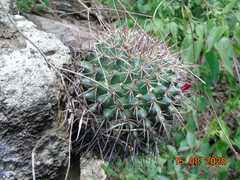 Mammillaria wagneriana