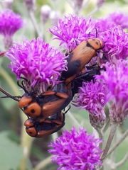 Acrolytta