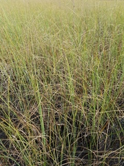 Cladium mariscus jamaicense