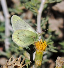 Colias blameyi