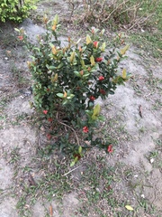 Ixora javanica