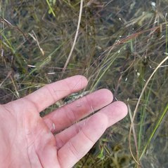 Eragrostis elliottii
