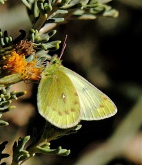 Colias blameyi